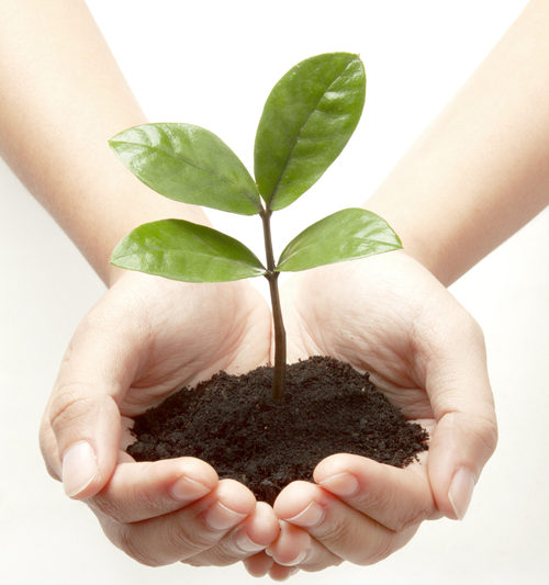 plants.png